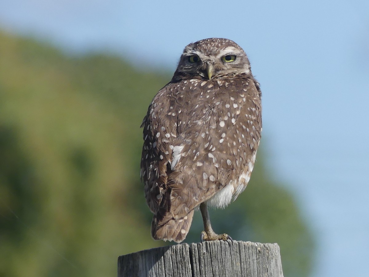 Burrowing Owl - ML609524279