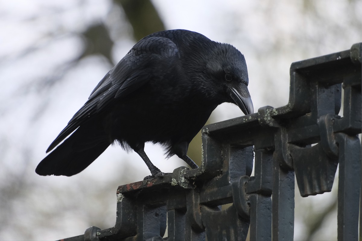 Carrion Crow - ML609524372