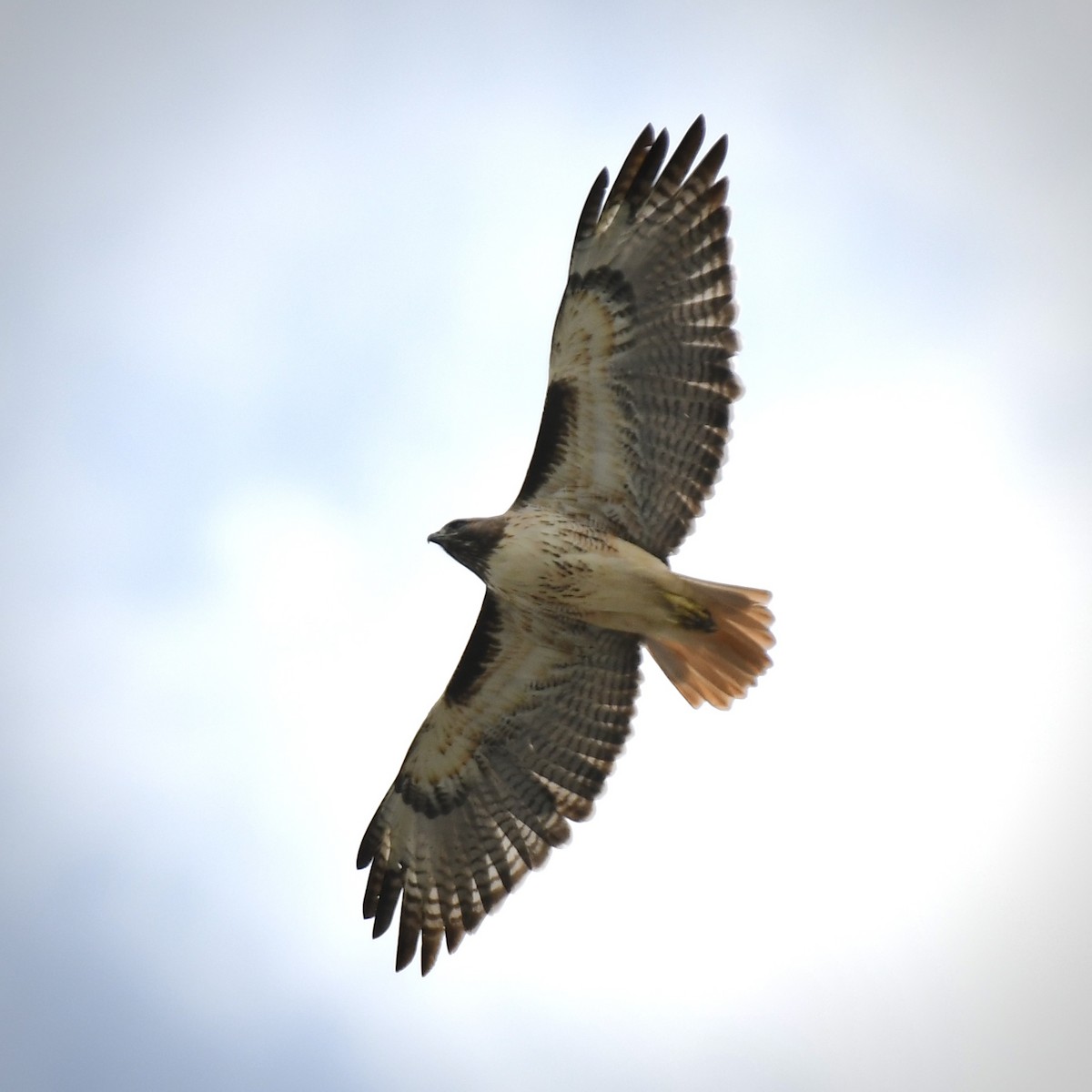 Red-tailed Hawk - ML609524621