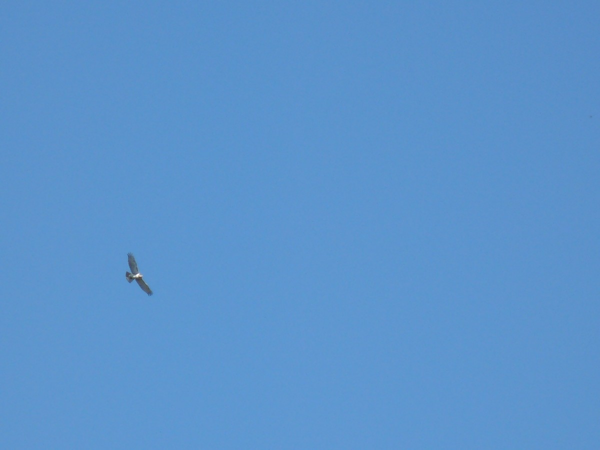Red-tailed Hawk - ML609524760