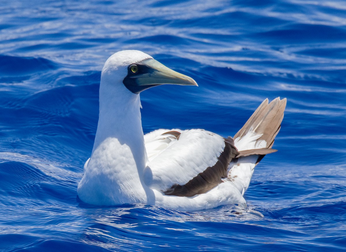 Masked Booby - ML609524877
