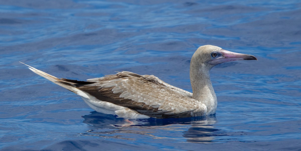 Red-footed Booby - ML609524915