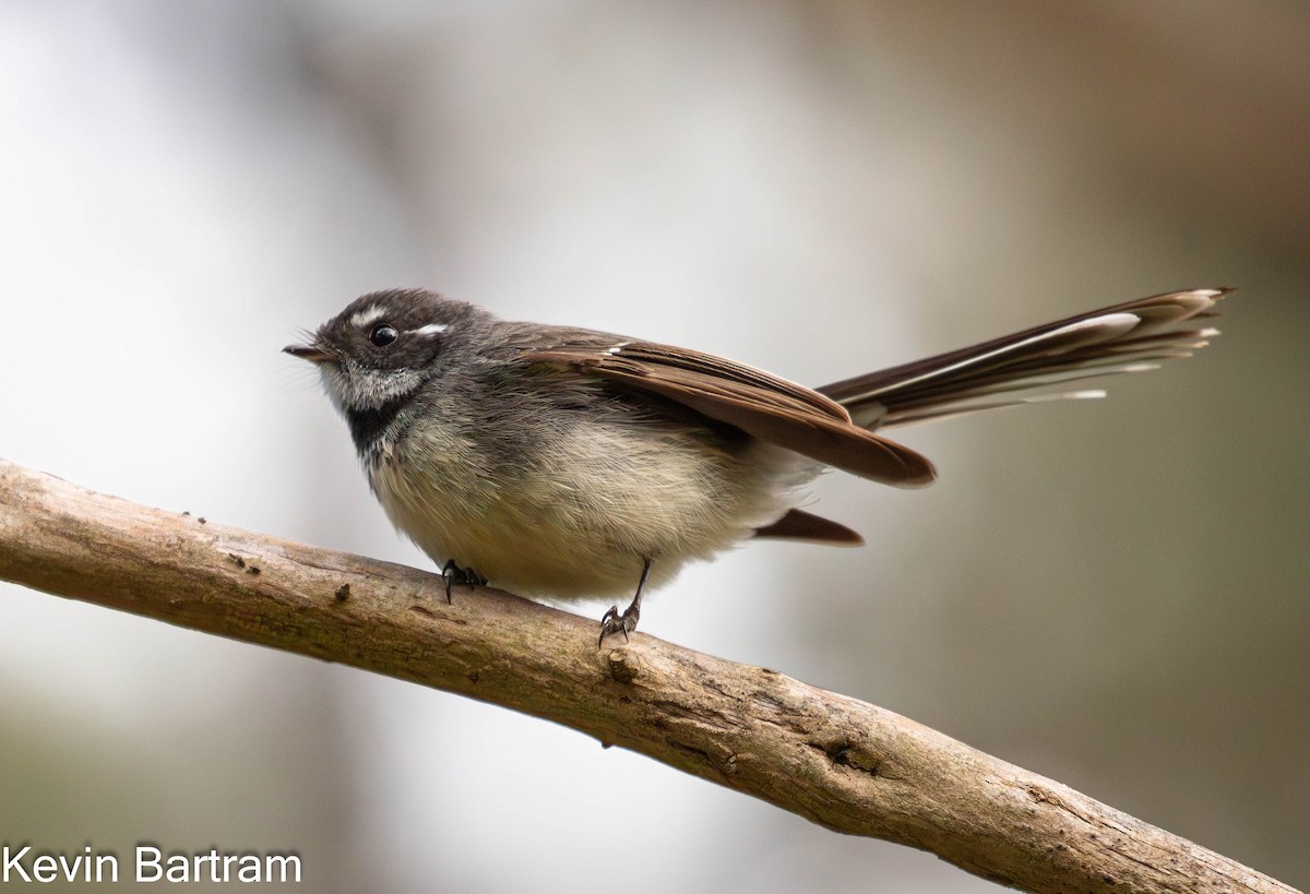 Gray Fantail (albiscapa) - ML609524963