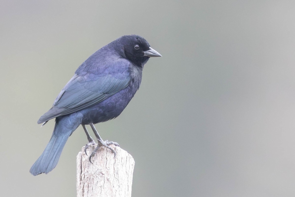 Shiny Cowbird - ML609525049