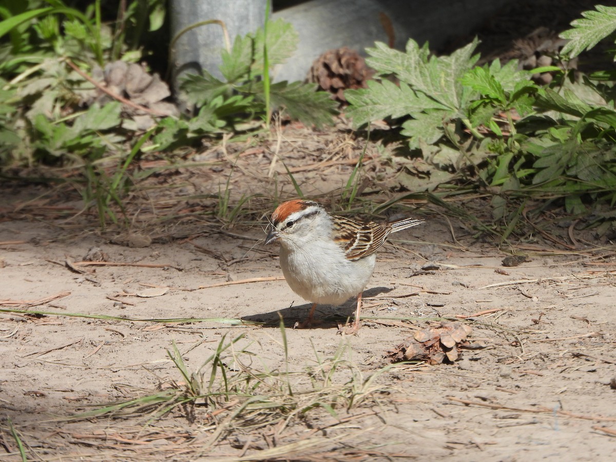 Chipping Sparrow - Colby Neuman