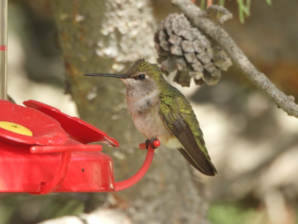 hummingbird sp. - Colby Neuman