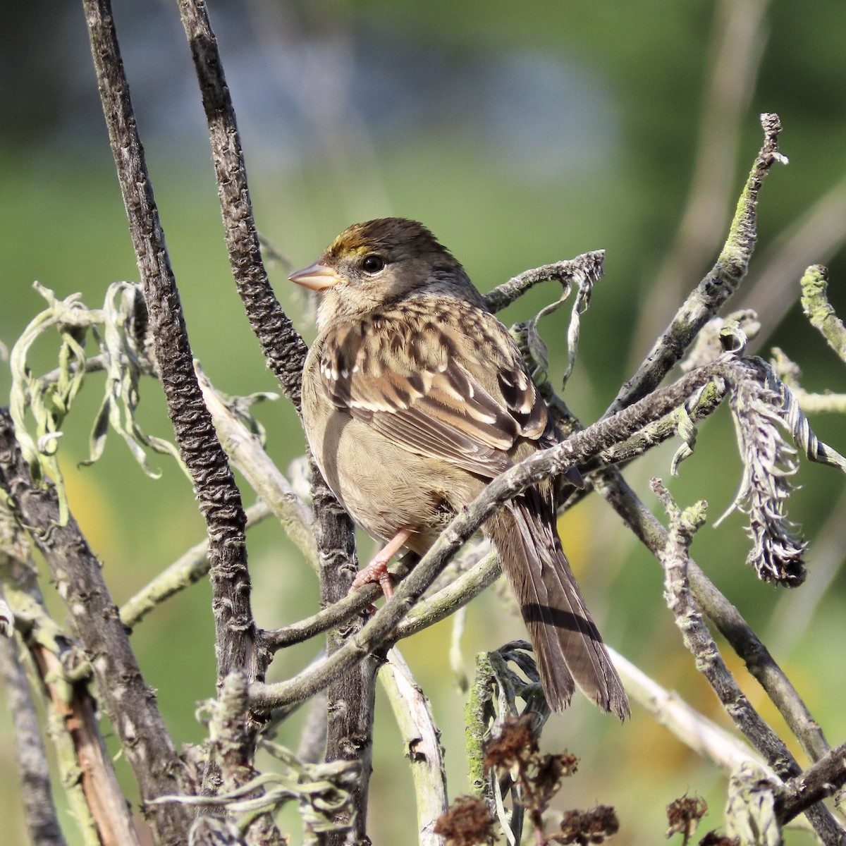 Golden-crowned Sparrow - ML609525286