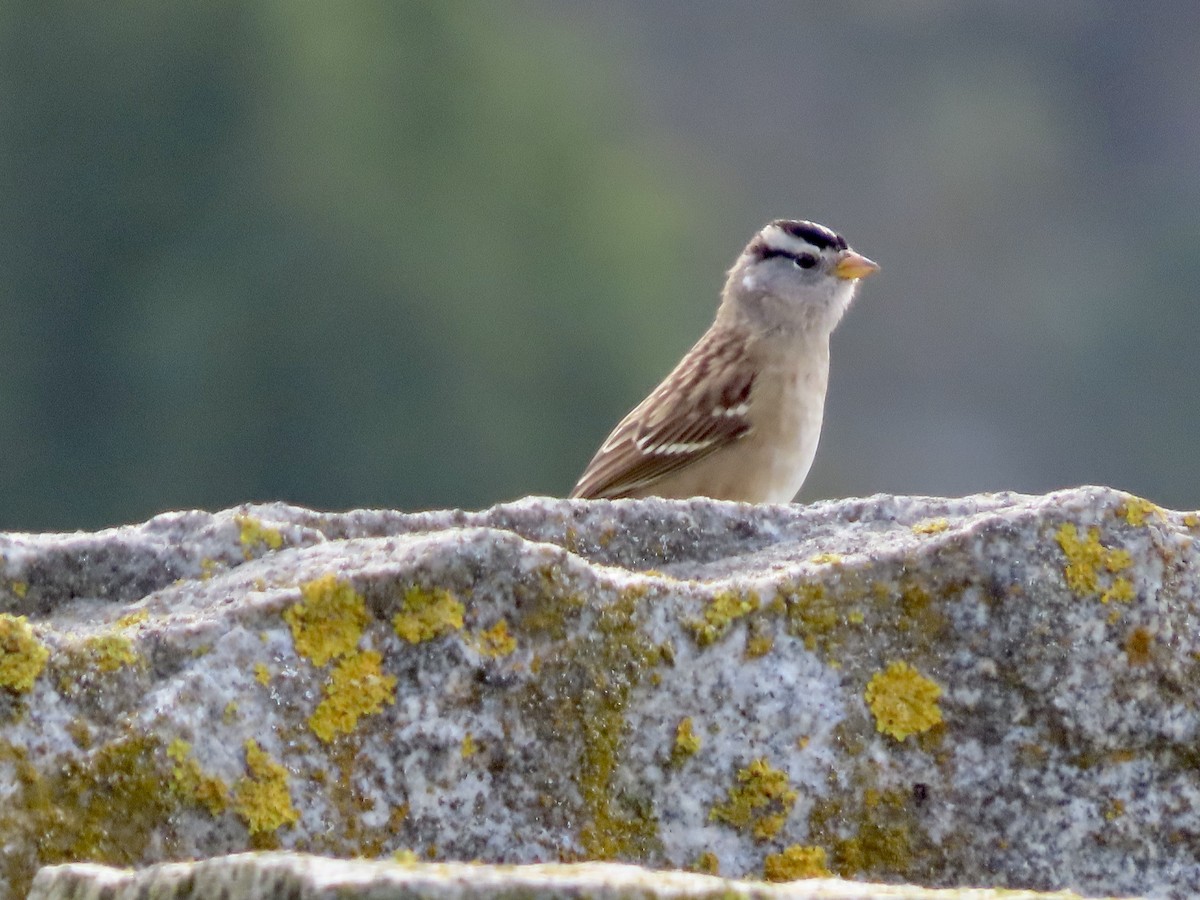 White-crowned Sparrow - ML609525292