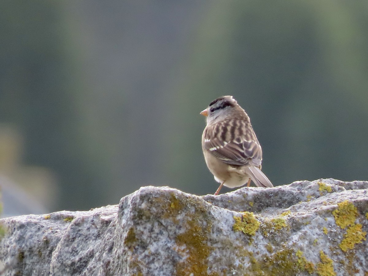 White-crowned Sparrow - ML609525293