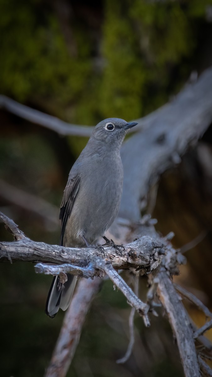Townsend's Solitaire - ML609525322