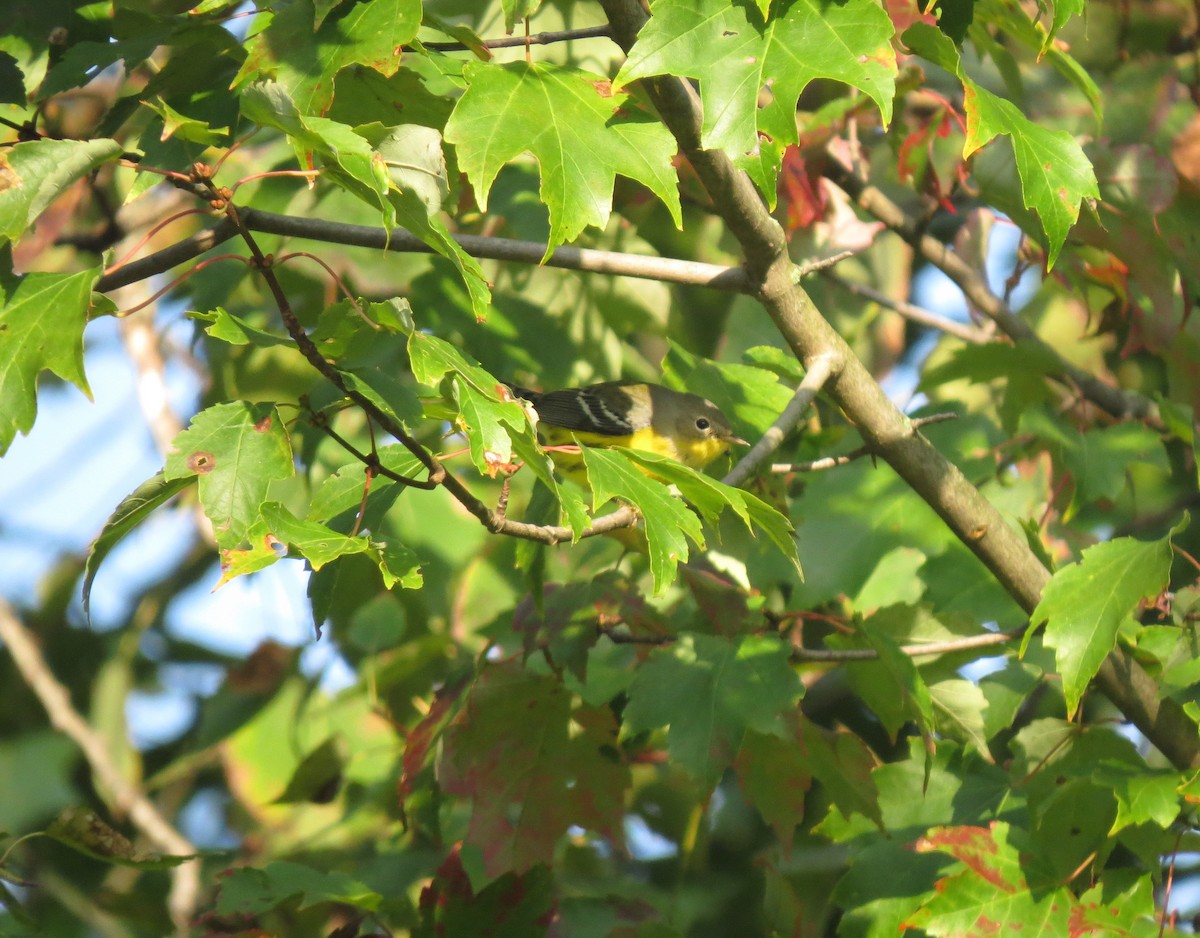 Magnolia Warbler - ML609525341