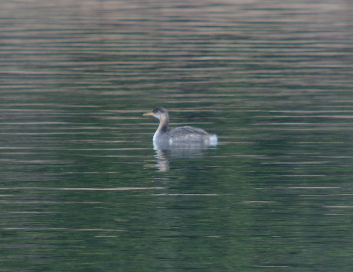 Red-necked Grebe - ML609525427