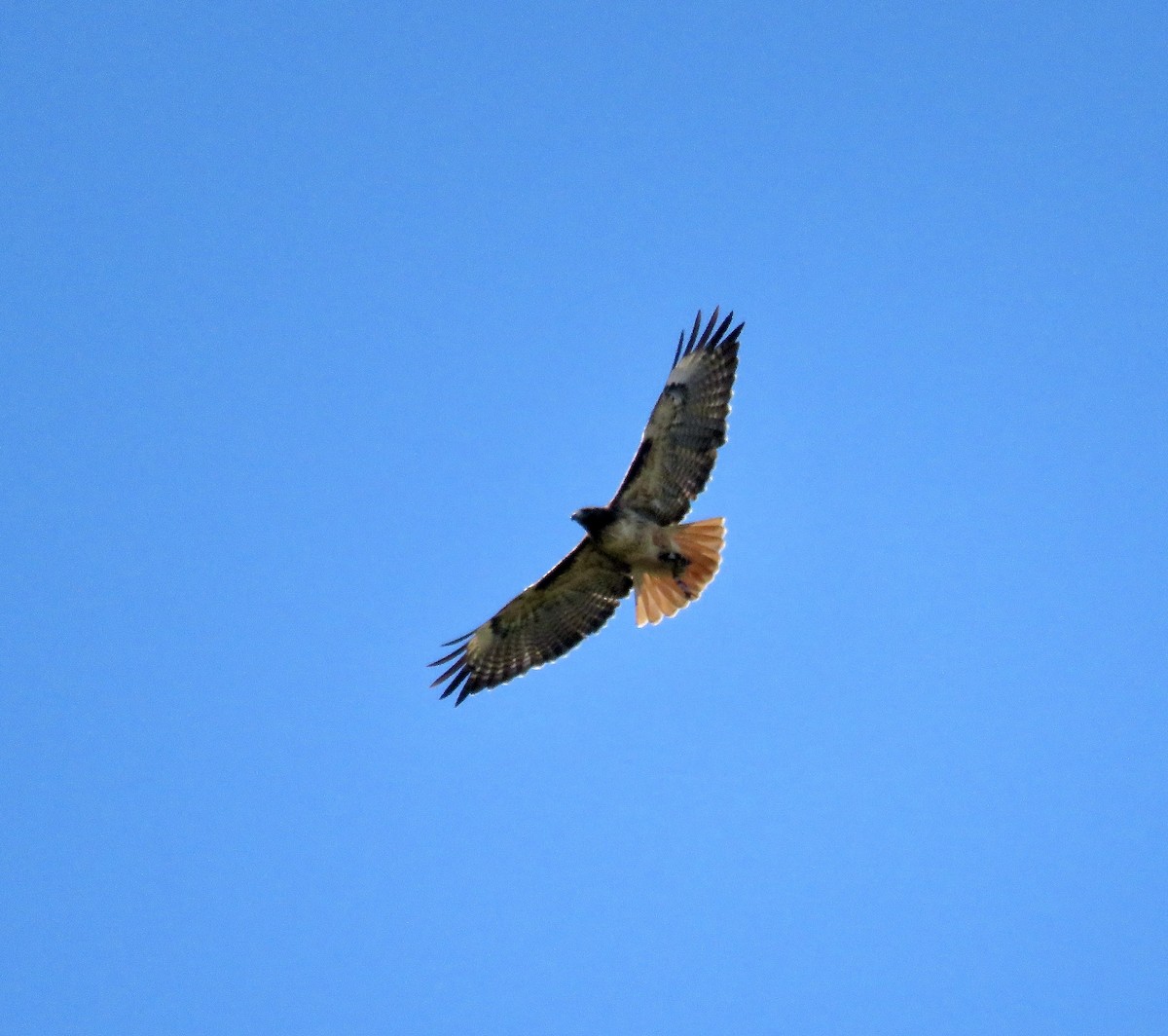 Red-tailed Hawk - ML609525436