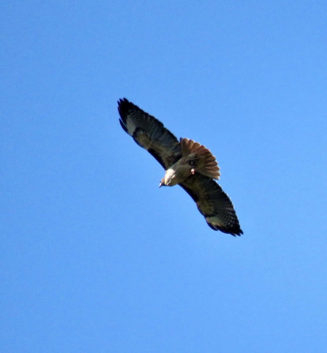 Red-tailed Hawk - ML609525438