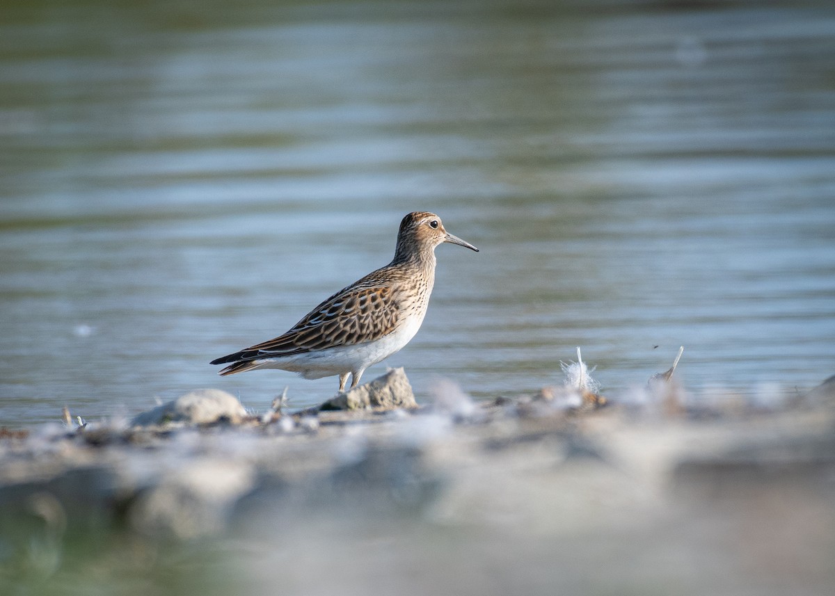 Pectoral Sandpiper - ML609525753