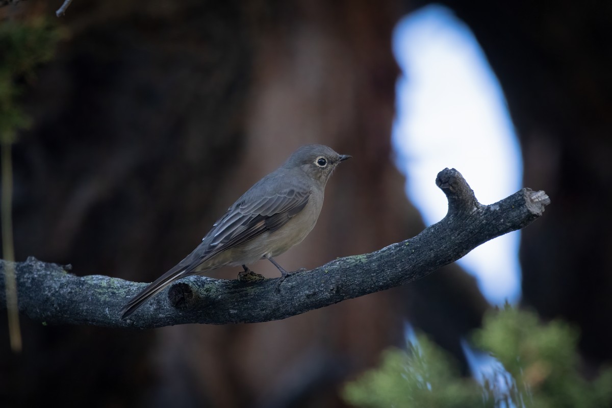 Townsend's Solitaire - ML609525760
