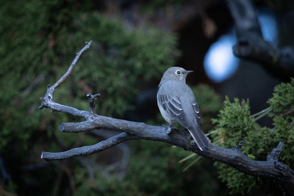 Townsend's Solitaire - Ryan Wallace