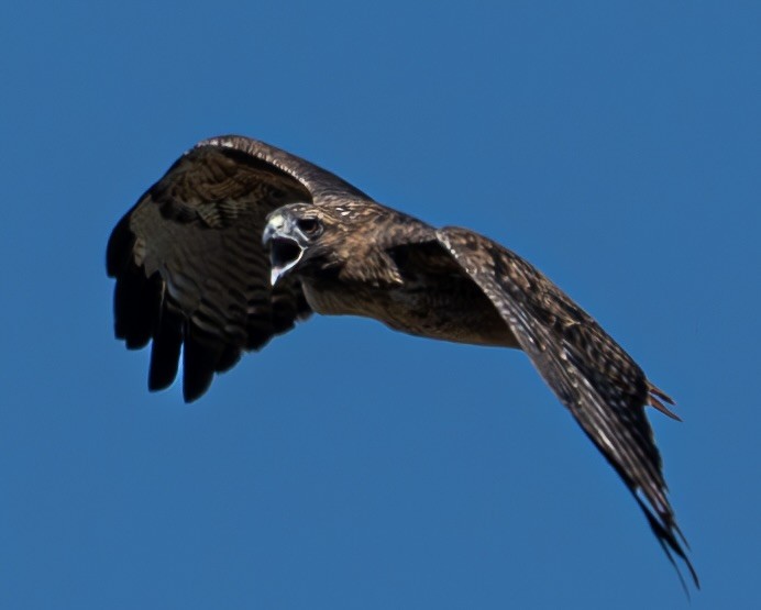 Red-tailed Hawk - ML609525814