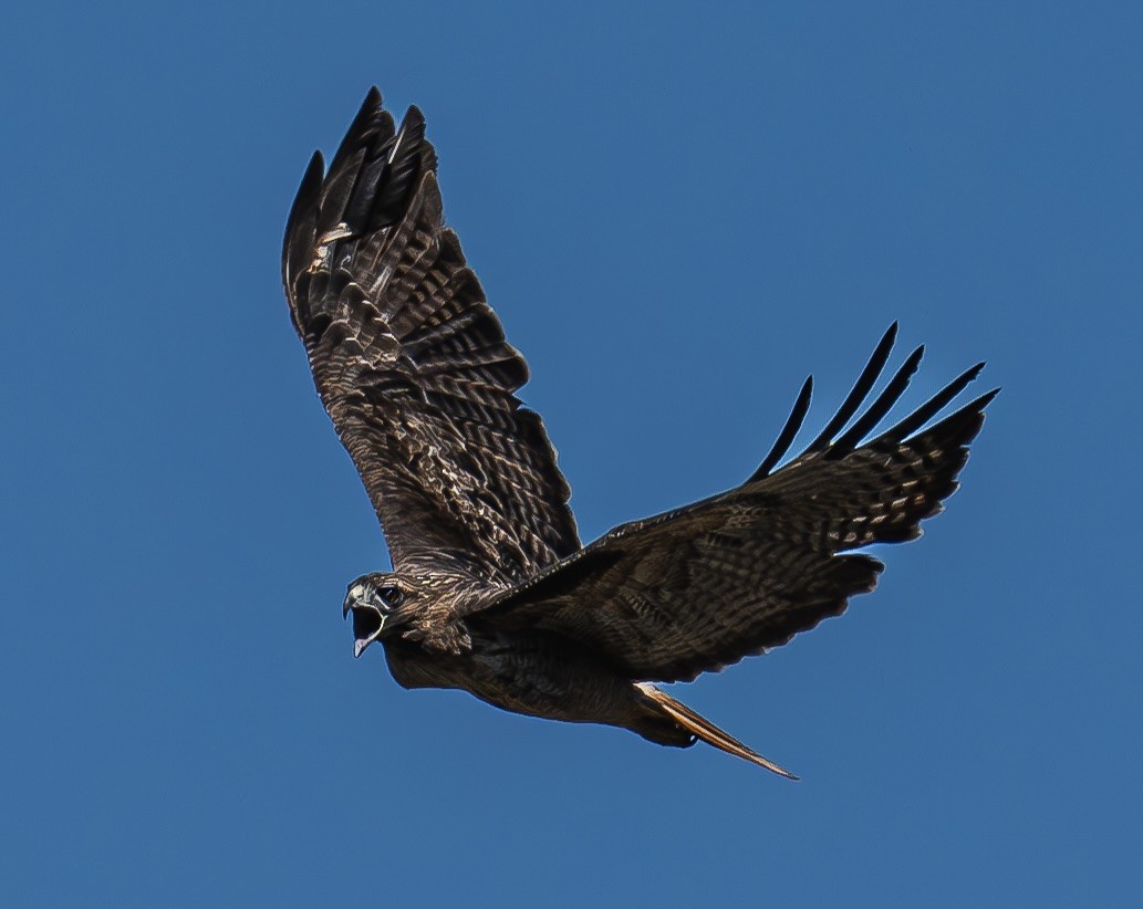 Red-tailed Hawk - ML609525815