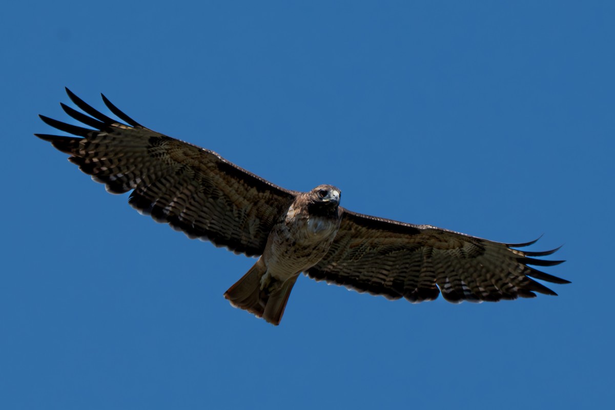 Red-tailed Hawk - ML609525816