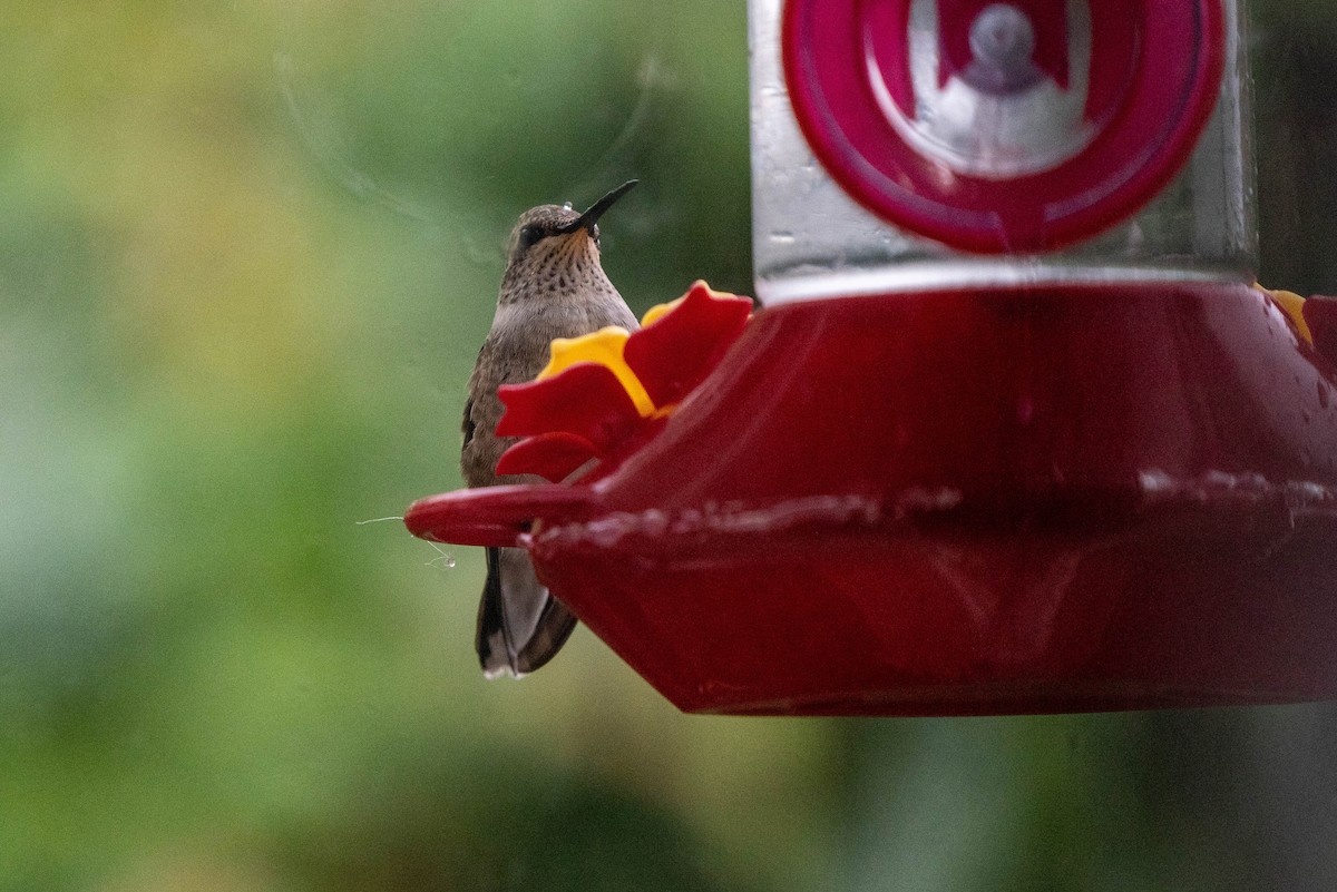 Black-chinned Hummingbird - ML609525892