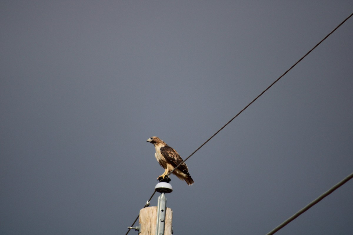 Red-tailed Hawk - ML609525977
