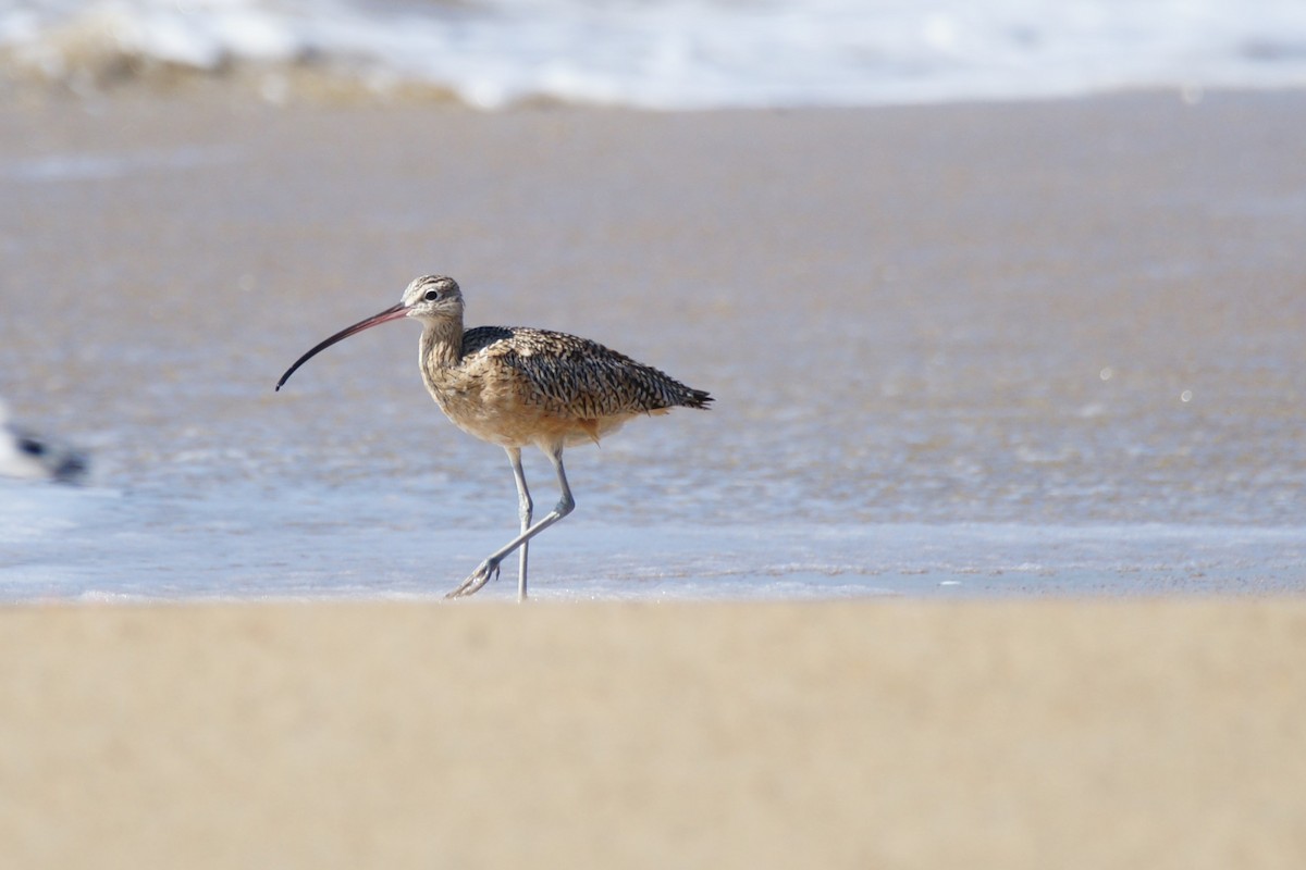 Long-billed Curlew - ML609526135