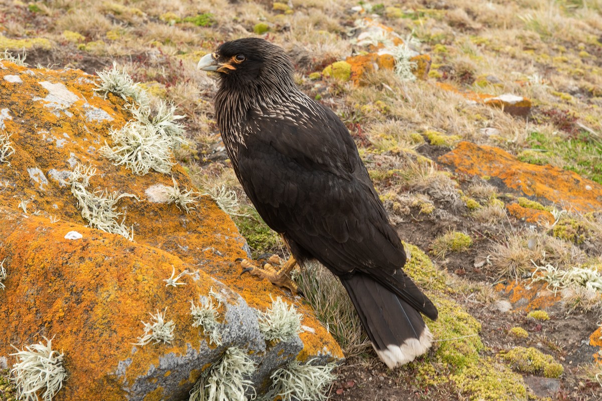 Striated Caracara - Brent Reed