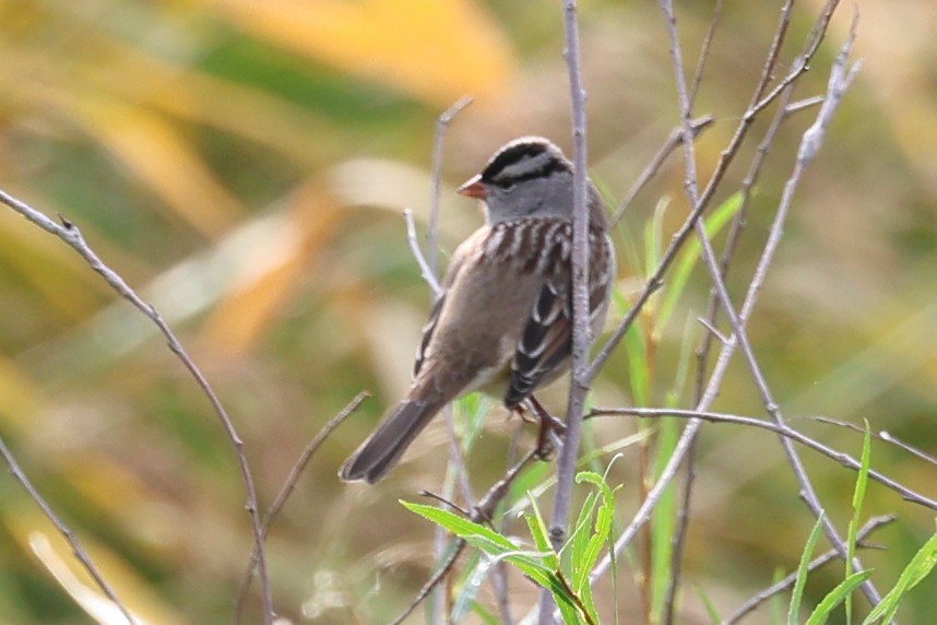 White-crowned Sparrow - ML609526206