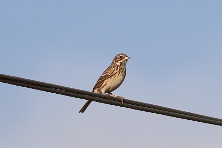 Vesper Sparrow - ML609526270