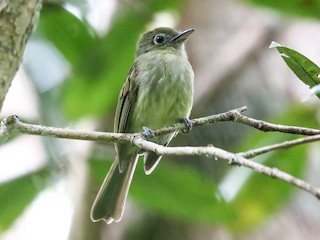  - Eastern Olivaceous Flatbill