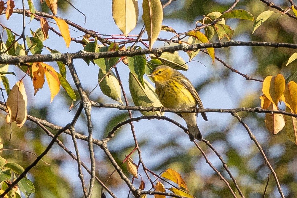 Cape May Warbler - ML609526358