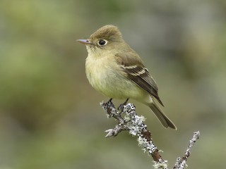  - Western Flycatcher (Pacific-slope)