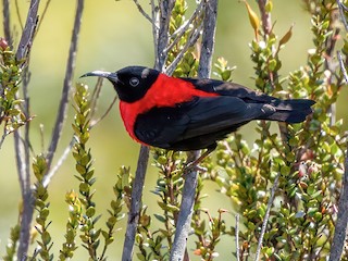  - Red-collared Myzomela