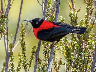  - Red-collared Myzomela