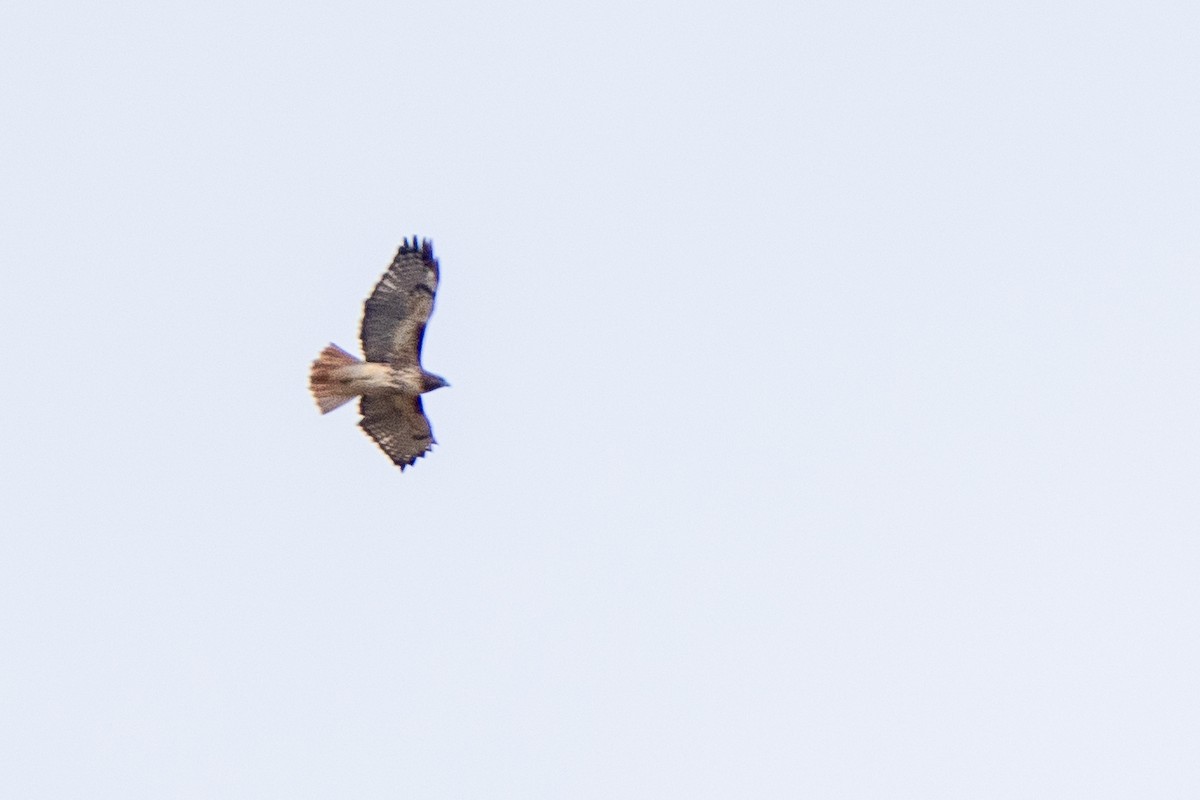 Red-tailed Hawk - ML609526606