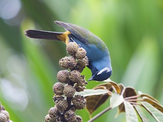  - Eastern Crested Berrypecker