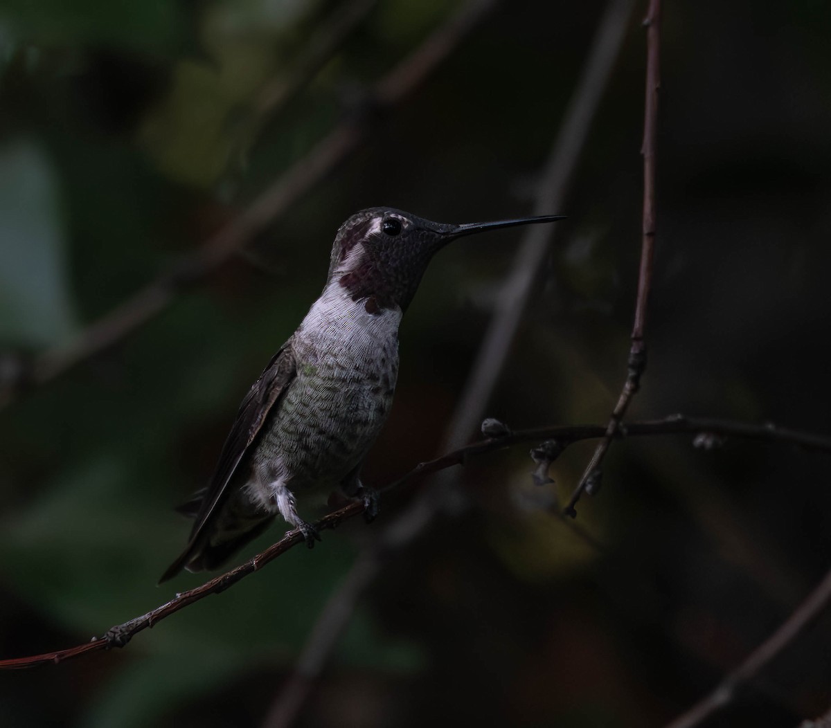 Anna's Hummingbird - ML609526677