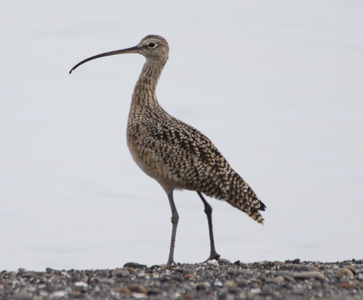 Long-billed Curlew - ML609526761