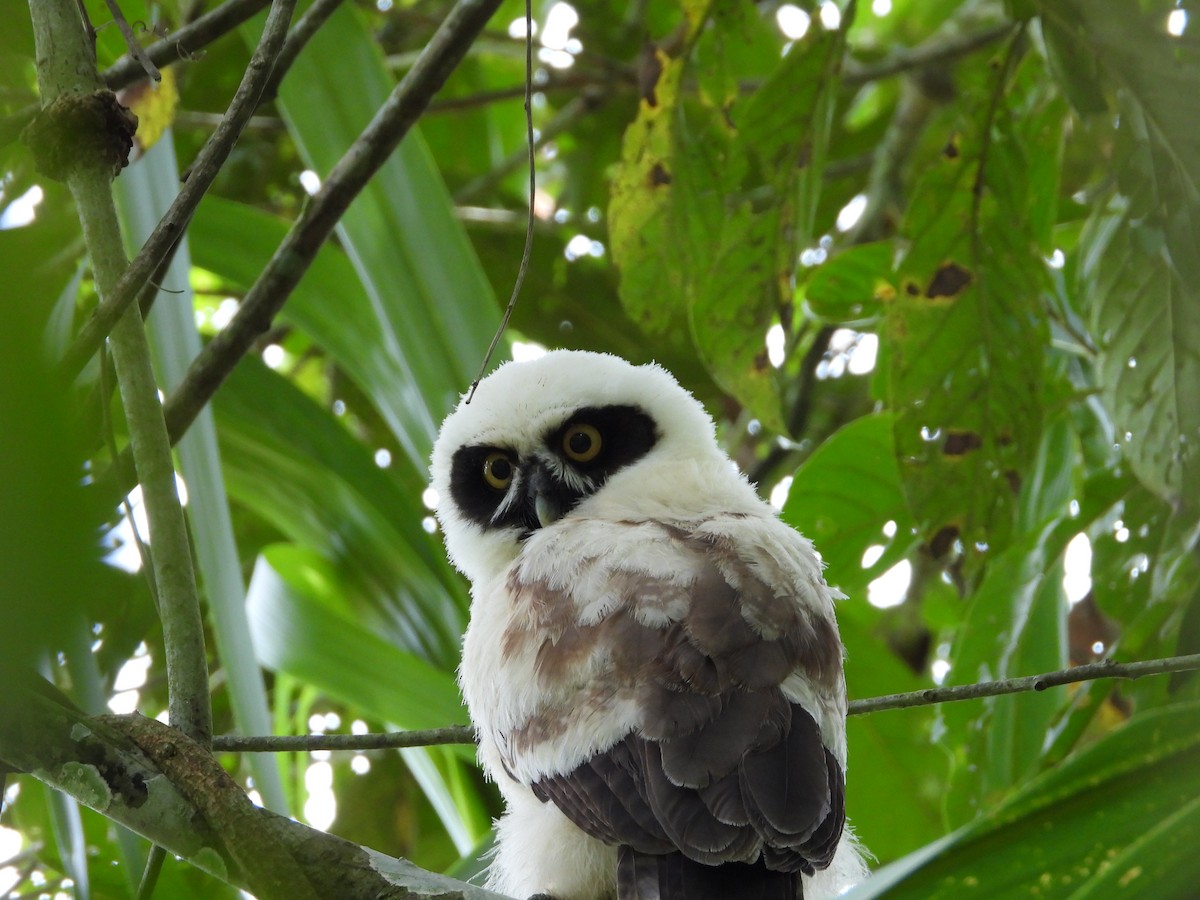 Spectacled Owl - ML609526767