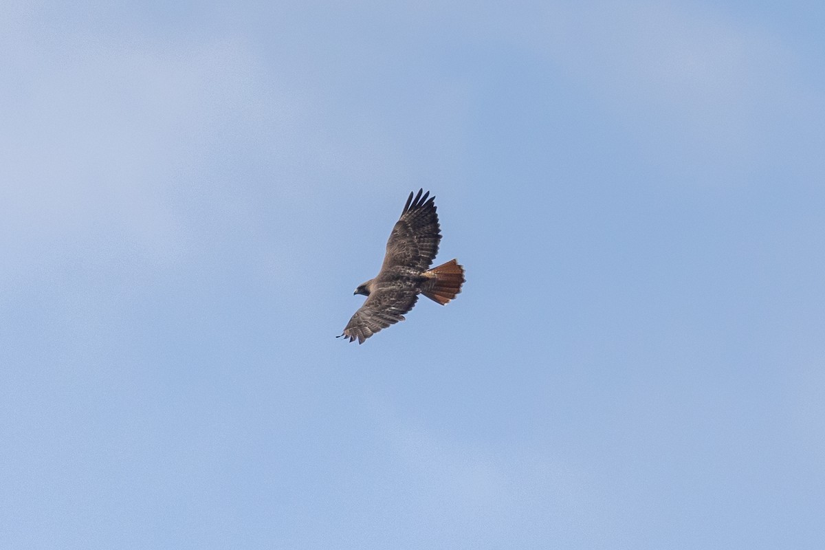 Red-tailed Hawk - ML609526872