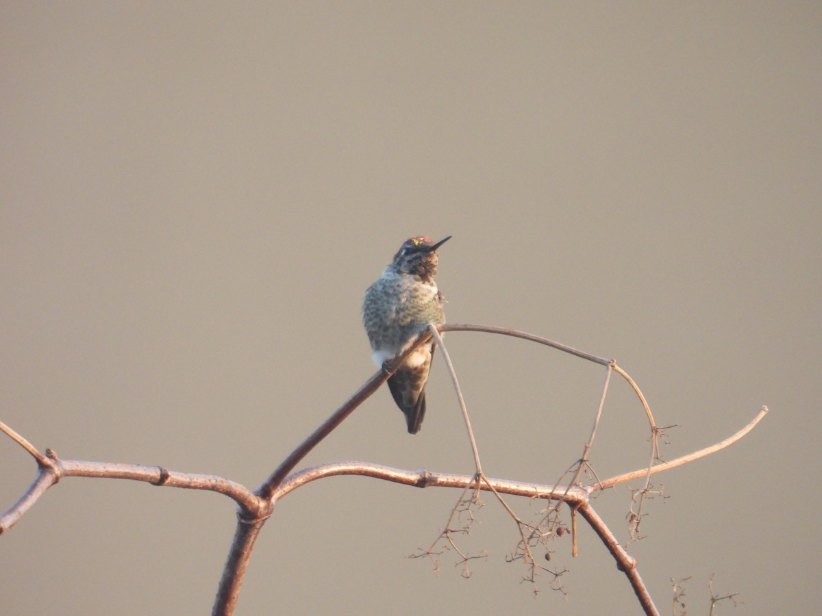 Anna's Hummingbird - ML609527661