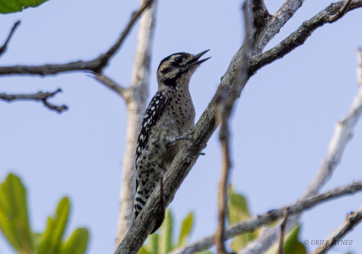 Ladder-backed Woodpecker - Uriel Mtnez