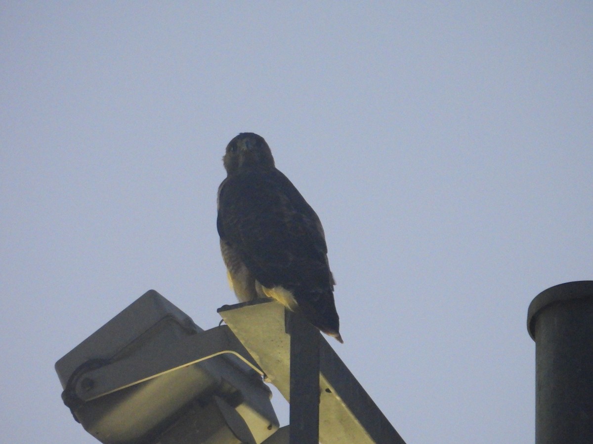 Red-tailed Hawk - ML609527764