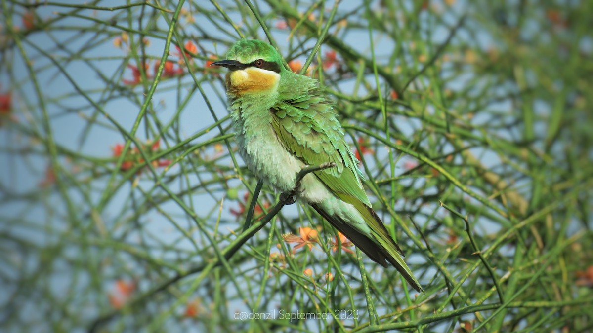 Blue-cheeked Bee-eater - ML609527820