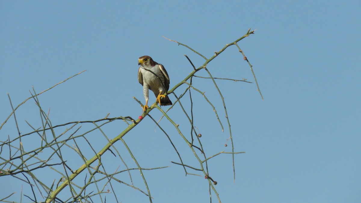 Red-necked Falcon - ML609527857