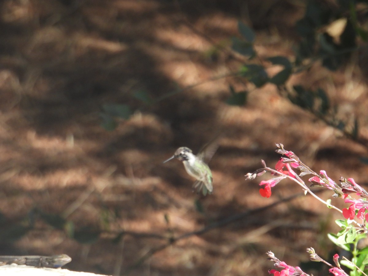 Costa's Hummingbird - ML609528003