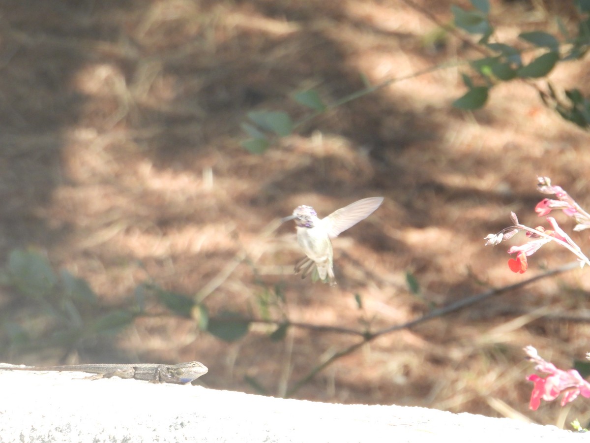 Costa's Hummingbird - ML609528004