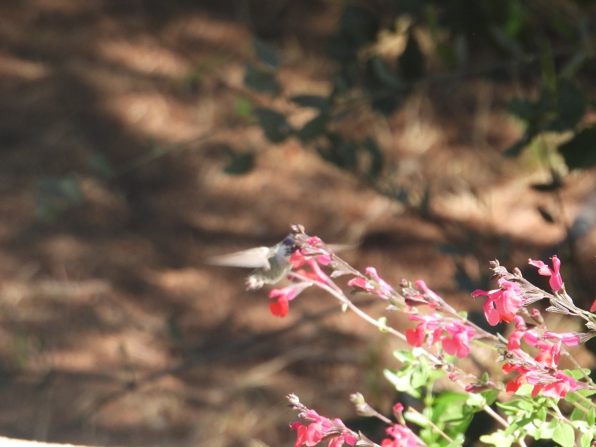 Costa's Hummingbird - ML609528005