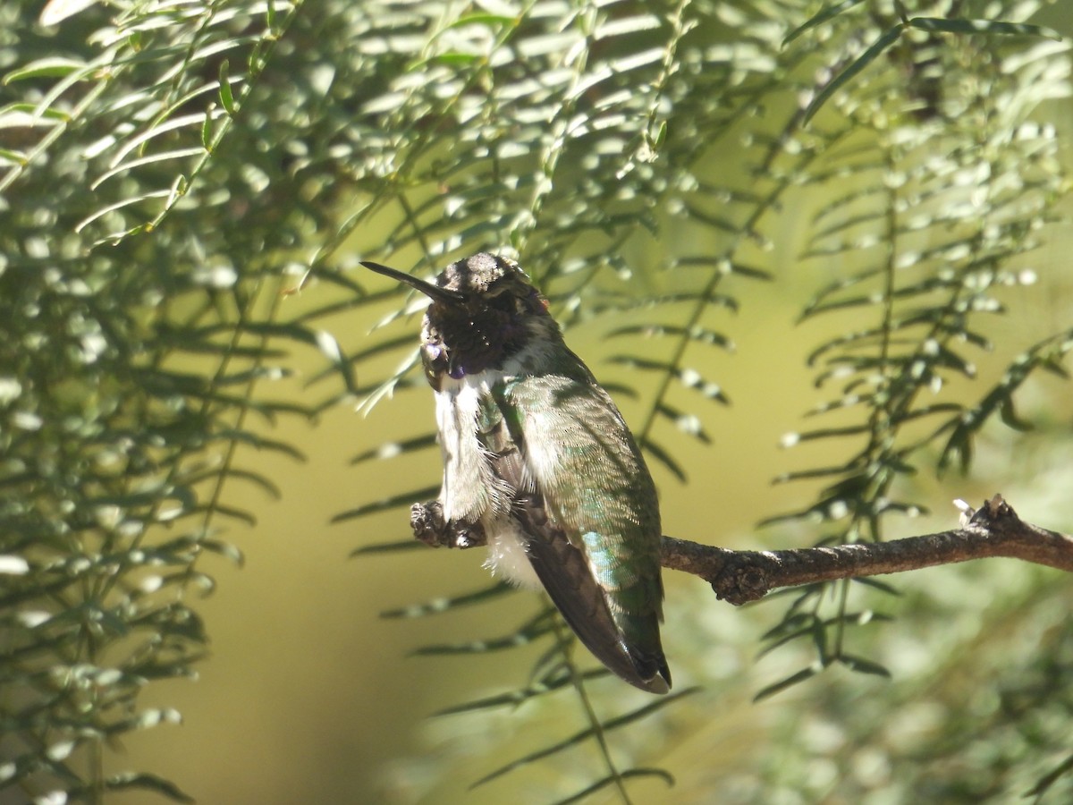 ebird-checklist-2-oct-2023-uc-riverside-botanic-gardens-25-species